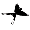 scissortail_abc's picture